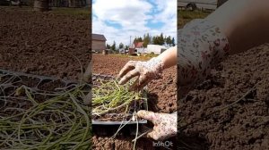 Как высадить рассаду лука  эксибишен в открытый грунт 🧅