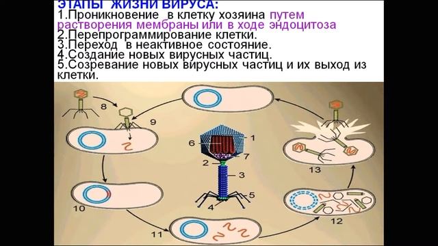 ВИРУСЫ -НЕКЛЕТОЧНЫЕ ФОРМЫ ЖИЗНИ смотреть онлайн