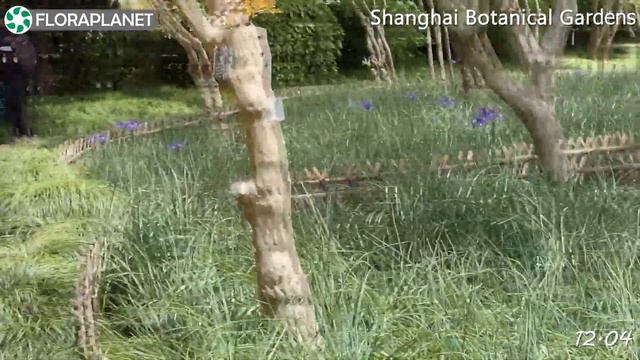 🌷Весна в Шанхайском ботаническом саду| Shanghai Botanical Garden смотреть онлайн