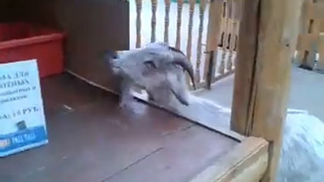 Прикол в зоопарке: Коза - попрошайка смотреть онлайн