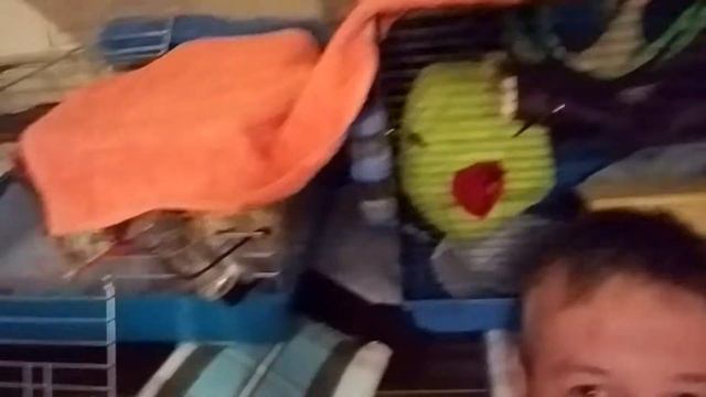 Крыса сфинкс. Rat sphinx смотреть онлайн