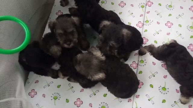 Щенки в вольере. смотреть онлайн