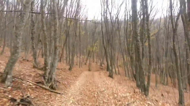 11 Велоупоротые - размышления во время лосячки смотреть онлайн