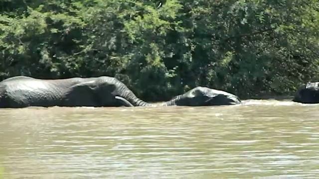 Elephants in Marekele park in Limpopo South Africa смотреть онлайн