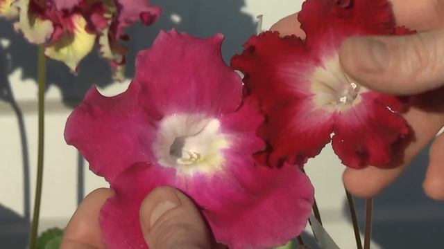 Стрептокарпус 1577, красная звезда. смотреть онлайн