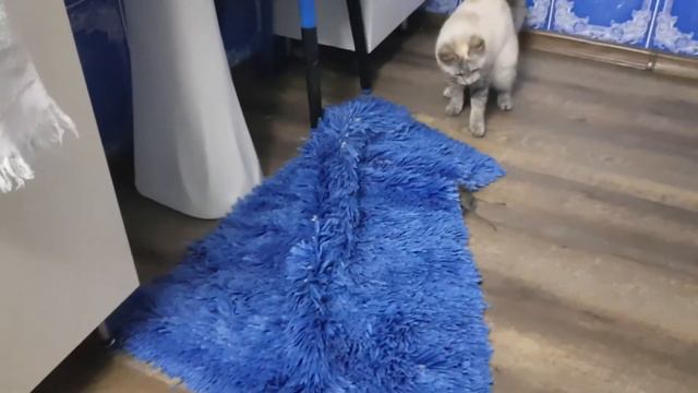 Поймана самая огромная мышь в мире. ВЫ НЕ ПОВЕРИТЕ, НО ЛИЧНО ПОМОГАЛ ЛОВИТЬ МЫШЬ смотреть онлайн