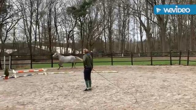Rocket van Maarle: Cornet Obolensky x Kashmir van 't Schuttershof смотреть онлайн