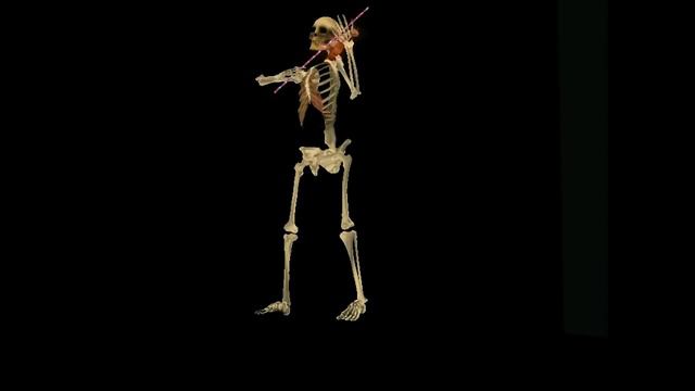 SKELETON Playing The Violin