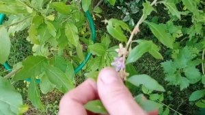 так Годжи-это  китайская или русская дереза?