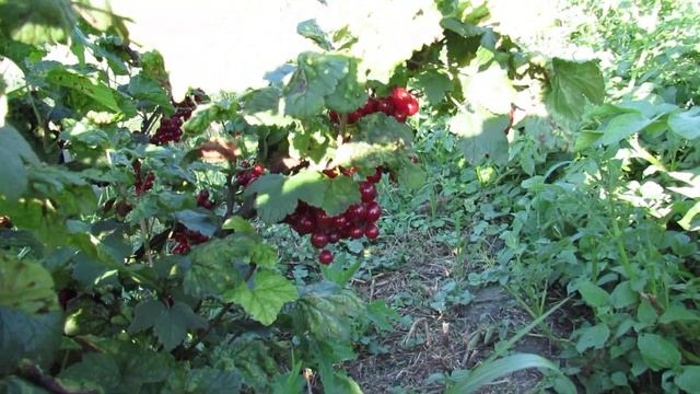 Переформировка яблони и красное чудо под деревом смотреть онлайн