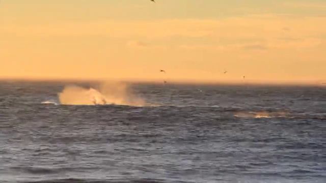 Наблюдение за китами, Шантарские острова смотреть онлайн