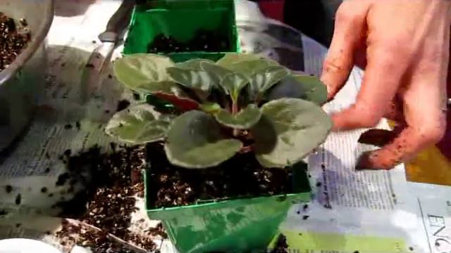 Transplanting African Violets - Wisconsin Garden Video Blog 232.avi смотреть онлайн