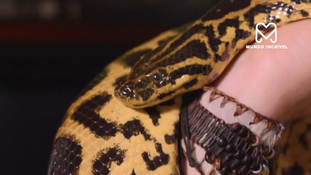 É POR ISSO QUE ESSA COBRA GIGANTE CHAMA A ATENÇÃO смотреть онлайн