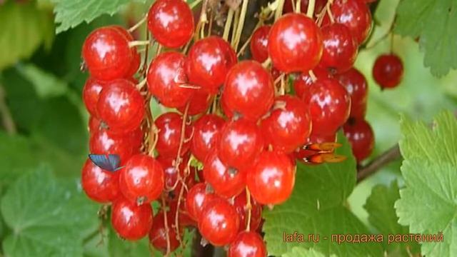 Смородина красная Малышка (ribes rubrum malyshka) ? обзор: как сажать, саженцы смородины Малышка смотреть онлайн