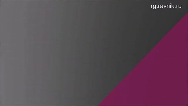 Багульник в природе смотреть онлайн