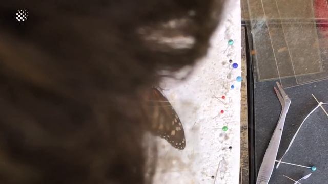 Zoo Volunteer Performs Delicate Butterfly Wing Transplant | Butterfly Rescue! смотреть онлайн