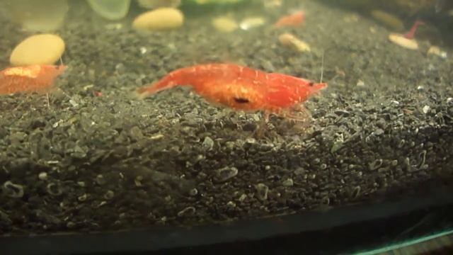 Креветки Черри смотреть онлайн