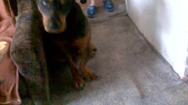 Ротвейлер. Гранд. смотреть онлайн