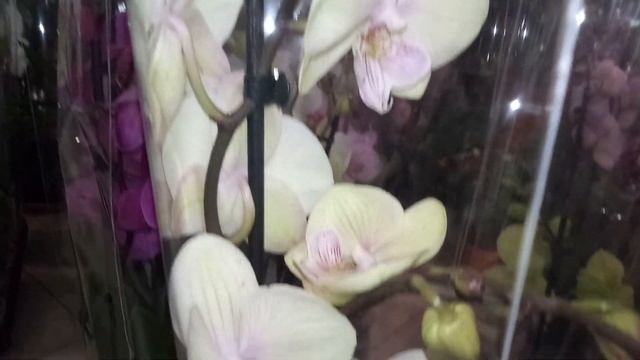 Замечательные орхидей , камелии, бегонии. СЦ Зелёный город, ул. Яна Фабрициуса. смотреть онлайн