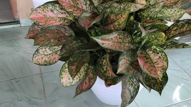 TANAMAN HIAS AGLAONEMA BANYAK ANAK SEHAT SUBUR RIMBUN | HARGA SANGAT MURAH | AGLAONEMA PLANT CARE смотреть онлайн
