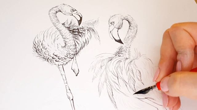 Flamingo. Graphical art. Ink & pen drawing. Фламинго. Графика. Рисунок тушью и пером. #ink #paintin смотреть онлайн