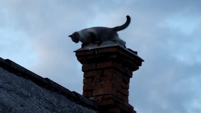 Кот на Крыше / Cat On The Roof