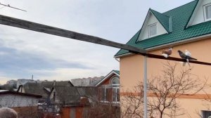 Серпасто-выворотные голуби Толкачёв Виктор 26.01.2021