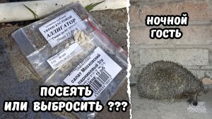 Посеяла ПРОСРОЧЕННЫЕ семена / Ночной гость