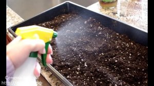 Что посадить на рассаду в декабре и январе Лаванда