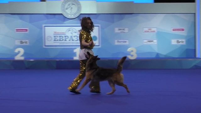 Танцы с собаками "Евразия - 2017". смотреть онлайн