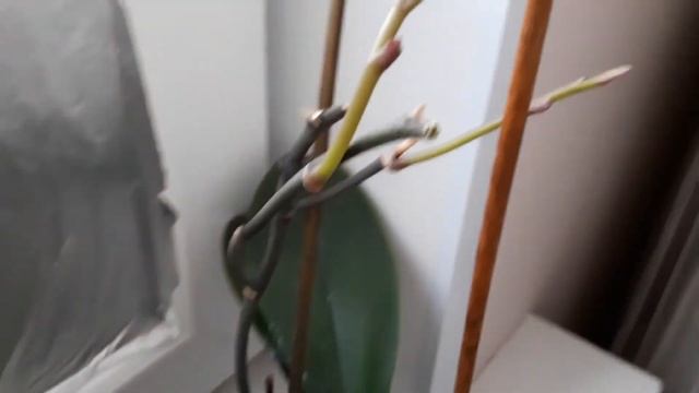 Можно ли менять место положения орхидей, делаю ли я так ?! смотреть онлайн