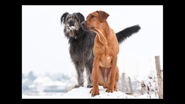 The first year with my Rhodesian Ridgeback!.mp4 смотреть онлайн