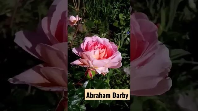 Начало цветения розы Abraham Darby смотреть онлайн