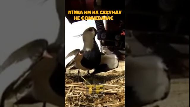 Самый сильный инстинкт в мире смотреть онлайн