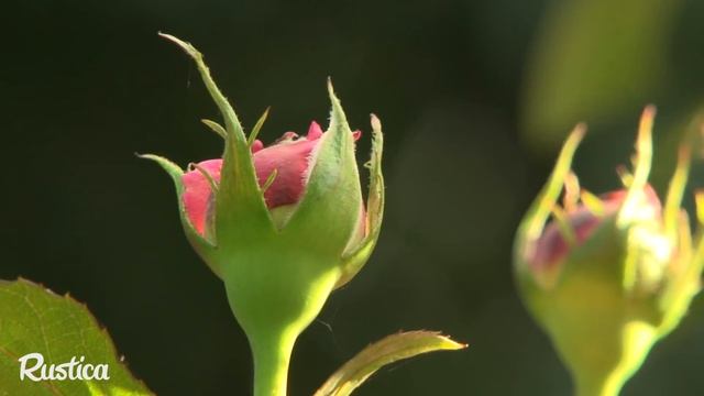 'La Rose De Molinard', Un Rosier Résistant