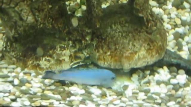 Аквариумная рыбка цихлида Псевдотрофеус Соколова (Пиндани) носит камушки - роет под замком смотреть онлайн