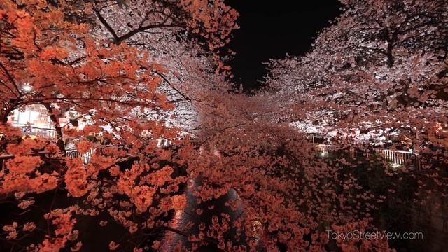 Nakameguro Cherry Blossom by Night - Tokyo - 中目黒のさくら - 4K Ultra HD смотреть онлайн