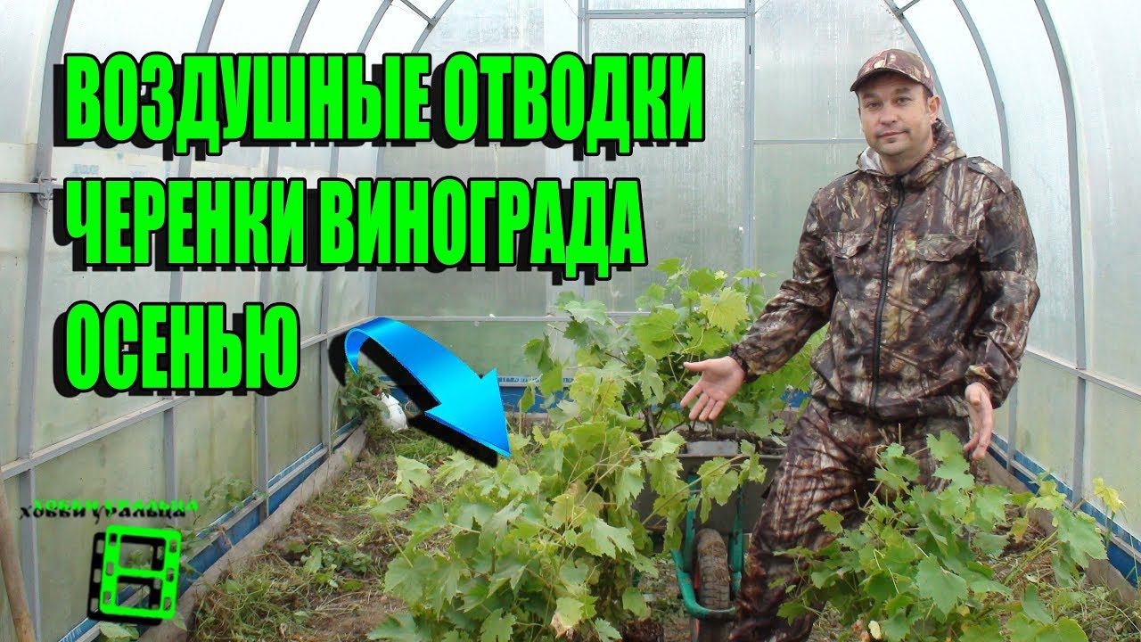 РЕЗУЛЬТАТ УКОРЕНЕНИЯ ВОЗДУШНЫХ ОТВОДКОВ И ЧЕРЕНКОВ ВИНОГРАДА. ВЫРАЩИВАНИЕ ВИНОГРАДА В ТЕПЛИЦЕ смотреть онлайн