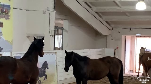 Взаимоотношения лошадей смотреть онлайн
