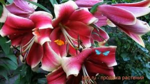 Лилия от-гибрид Африкан Леди ? лилия Африкан Леди обзор: как сажать луковицы лилии Африкан Леди