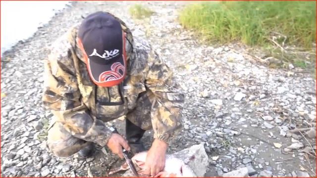 Что у рыбы внутри смотреть онлайн