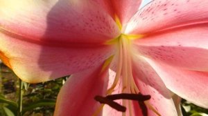 Крупноцветковая лилия Bonbini.