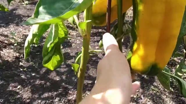 №26 "Желтая Фантазия". Сорта перцев. Выращивание перца. Огород. Сад. Сладкий перец. смотреть онлайн