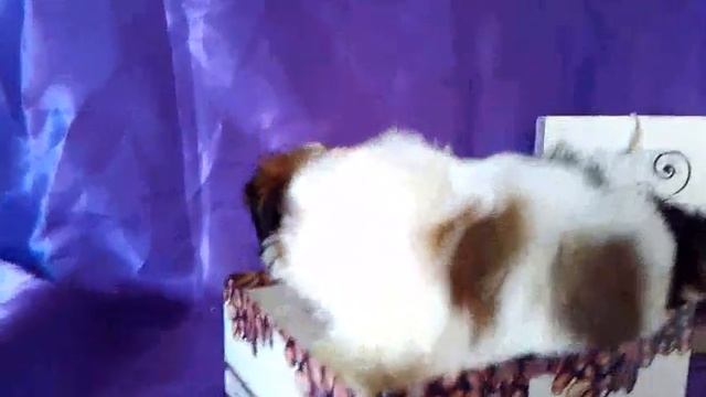 Мини мальчик ши-тцу смотреть онлайн
