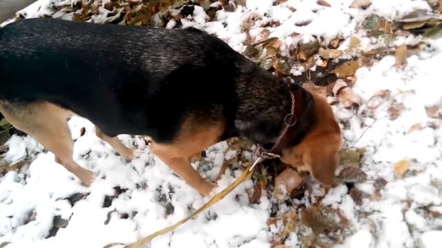 Найда гуляет смотреть онлайн