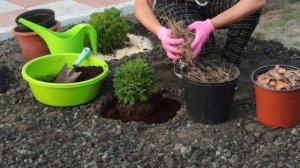 КАК САЖАТЬ ТУИ. Туя западная Глобоза карликовая