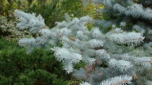 Сортовая Ель колючая Хупси I Picea pungens Hoopsii