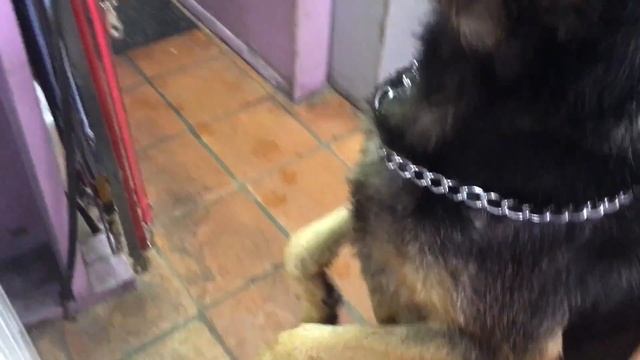 German Shepherd Rescue - Charles смотреть онлайн