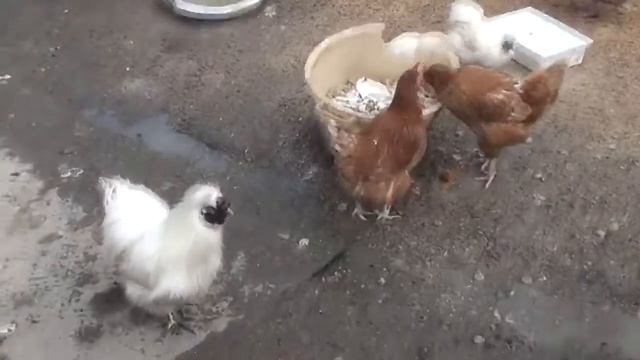 Велес смотреть онлайн