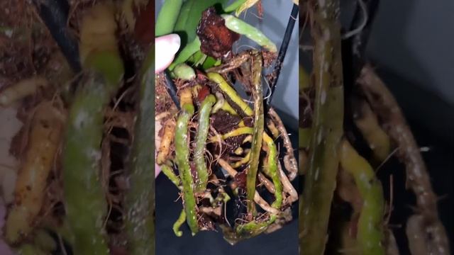 Орхидея . Гнилые корни и торфяной стаканчик . Убираю стаканчик торфяной и грунт . Пересадка в … смотреть онлайн